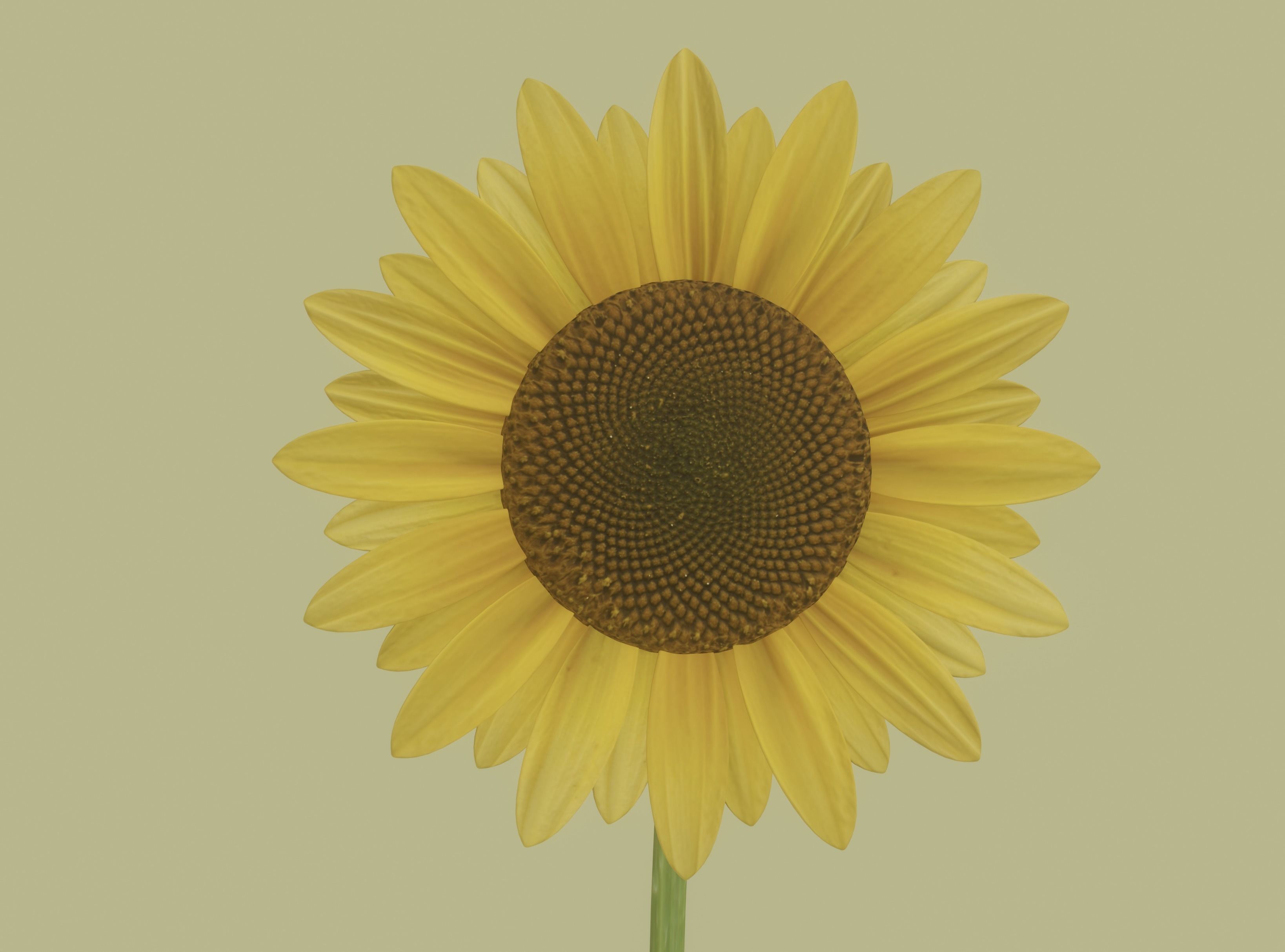 Sunflower 3D model_8