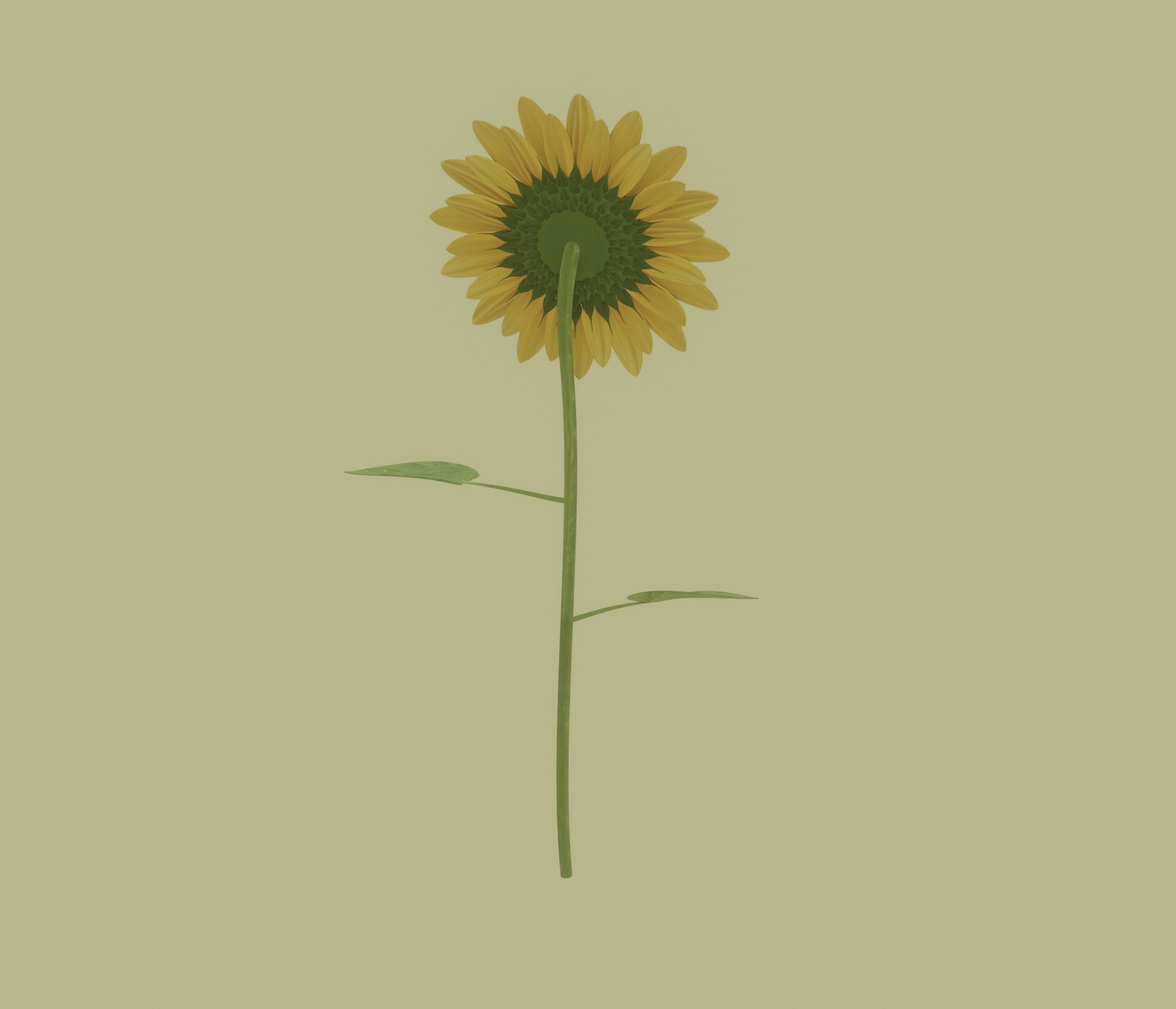 Sunflower 3D model_4