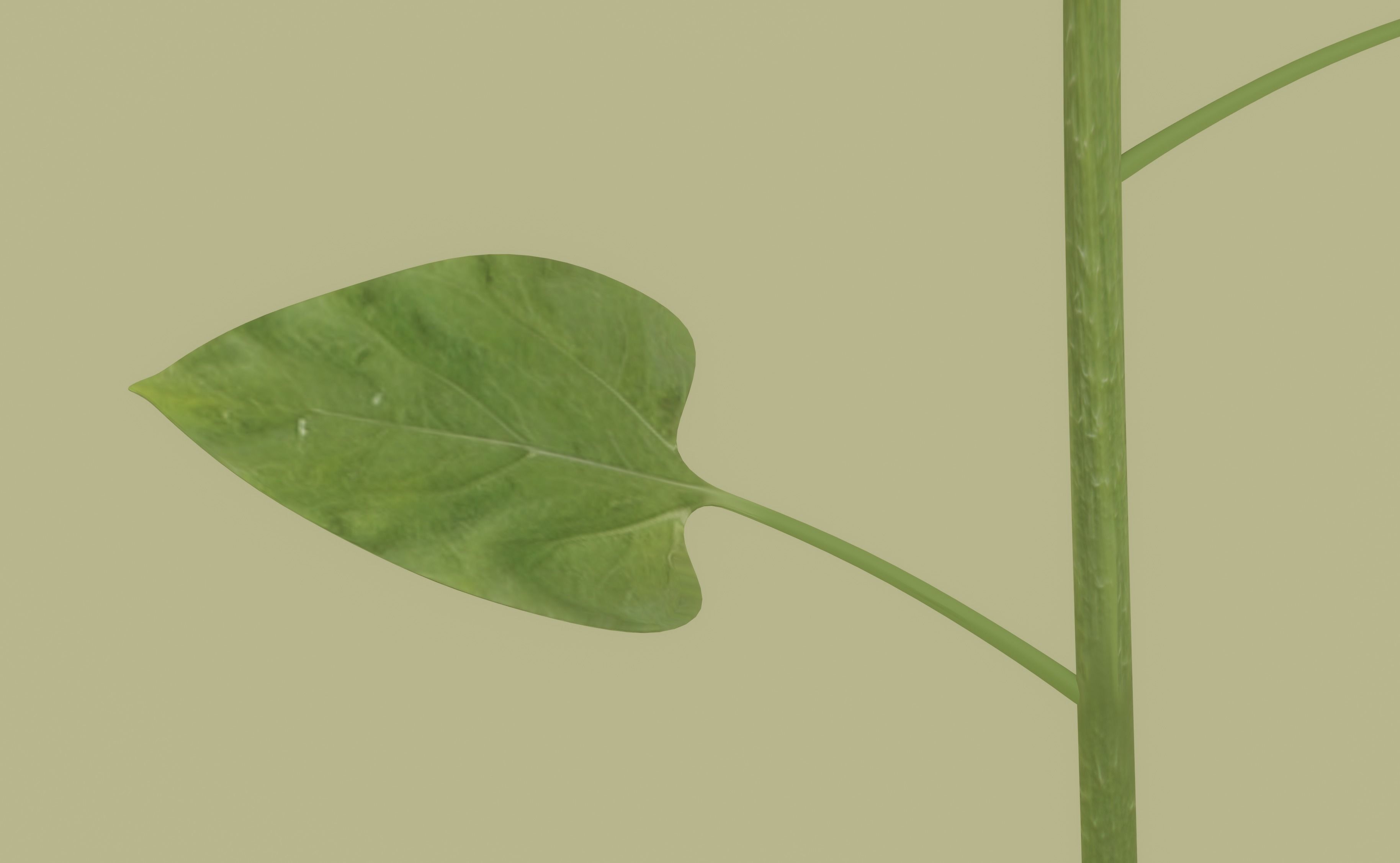 Sunflower 3D model_12