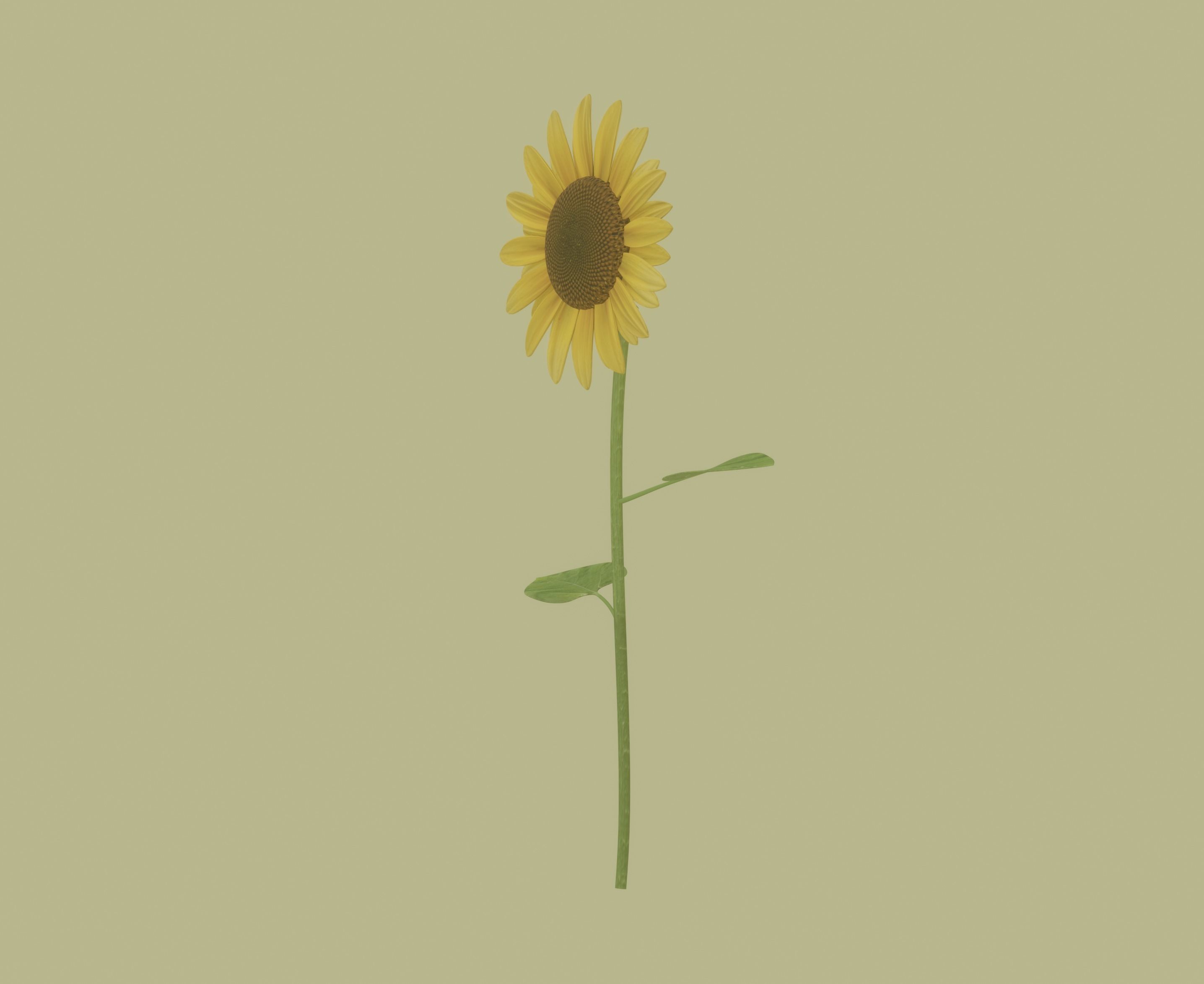 Sunflower 3D model_2