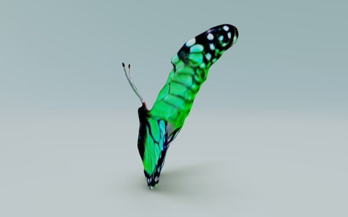 Butterfly with green wings 3D model_1