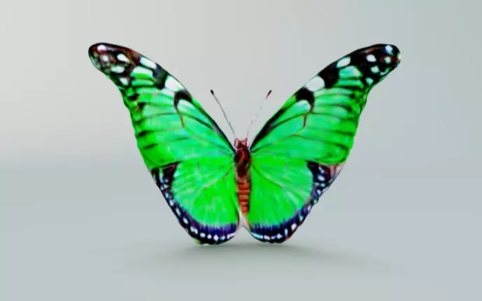 Butterfly with green wings 3D model_0