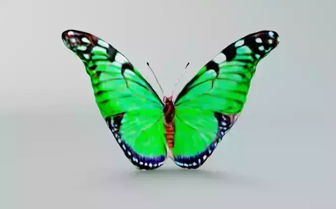 Butterfly with green wings