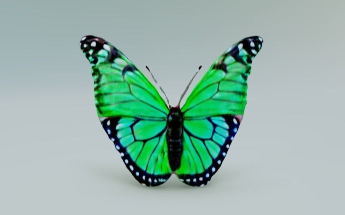 Butterfly with green wings 3D model_2