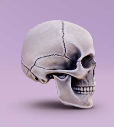 Human skull 3D model_2