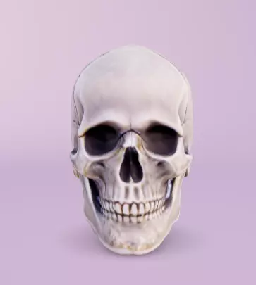 Human skull 3D model_0