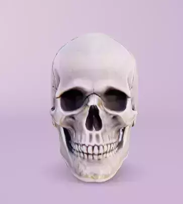 Human skull