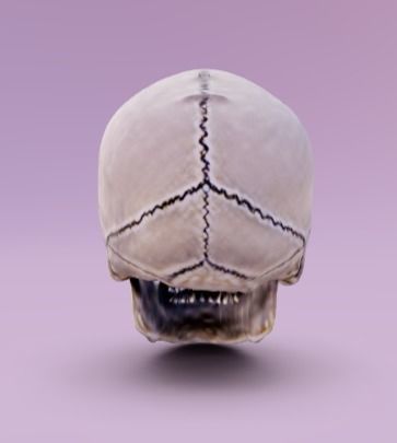 Human skull 3D model_3