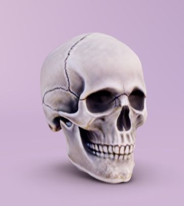 Human skull 3D model_1