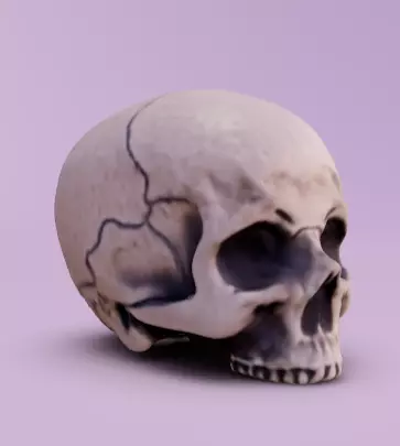 Human Head without jaw  Free 3D model_0