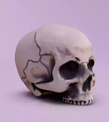 Human Head without jaw  Free 3D model