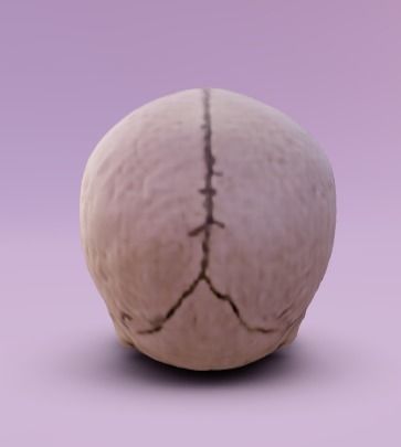 Human Head without jaw  Free 3D model_3