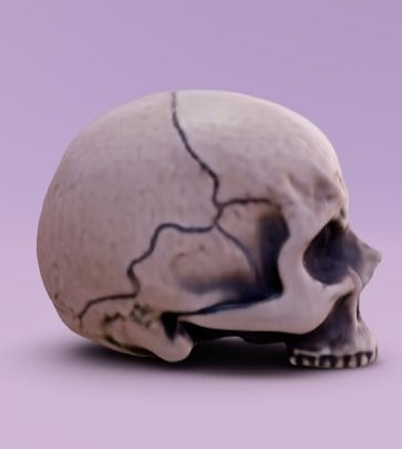 Human Head without jaw  Free 3D model_2