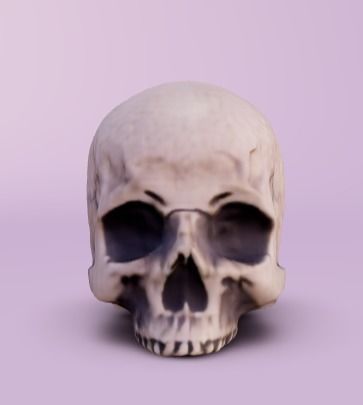 Human Head without jaw  Free 3D model_1
