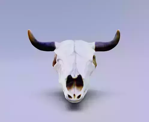 Cowboy cow skull with horns
