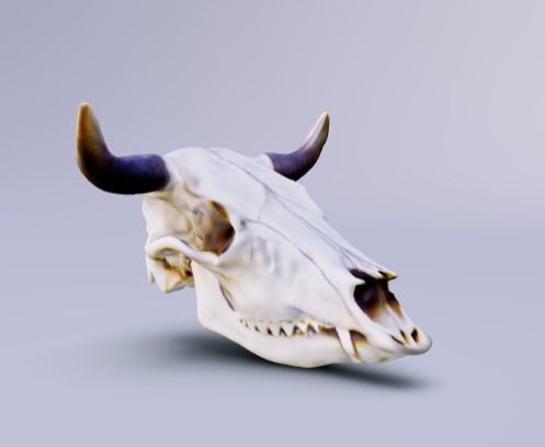 Cowboy cow skull with horns 3D model_1