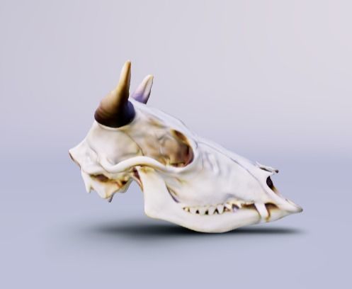 Cowboy cow skull with horns 3D model_2