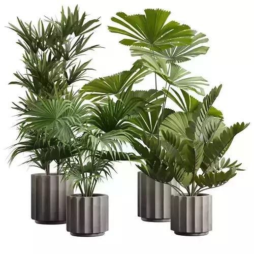 Indoor Plants Pack 66 3D model