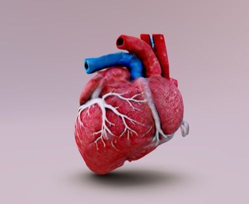 Human heart Free 3D model_1