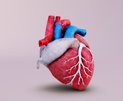 Human heart Free 3D model_2