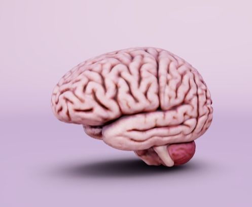 Human brain 3D model_2