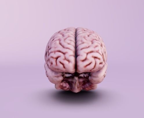 Human brain 3D model_1