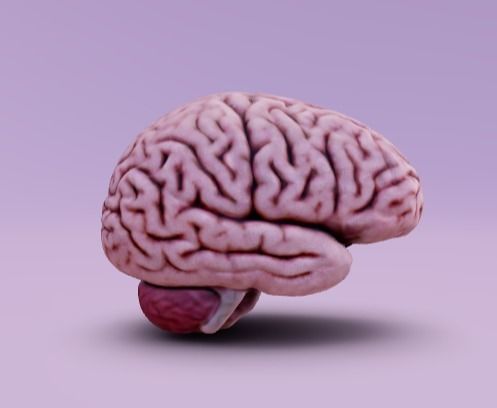 Human brain 3D model_3