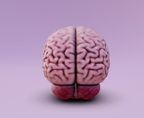 Human brain 3D model_4