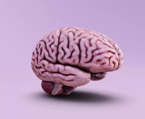 Human brain 3D model_0