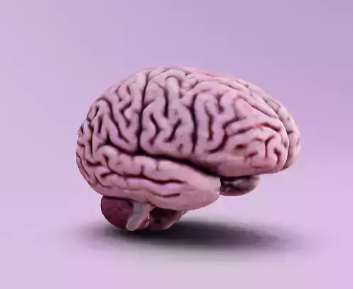 Human brain