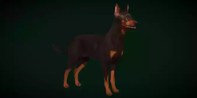 Zwergpinscher Dog Breed 3D model