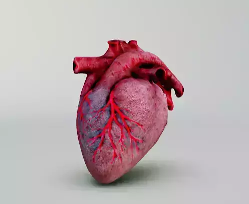 Human heart
