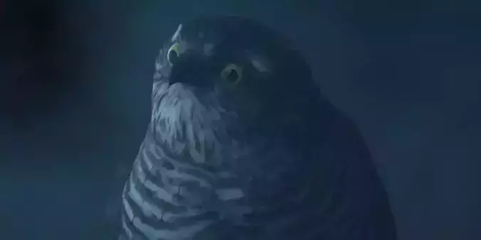 Photorealistic Female Sparrow Hawk Low-poly 3D model Photorealistic Female Sparrow Hawk Low-poly 3D model