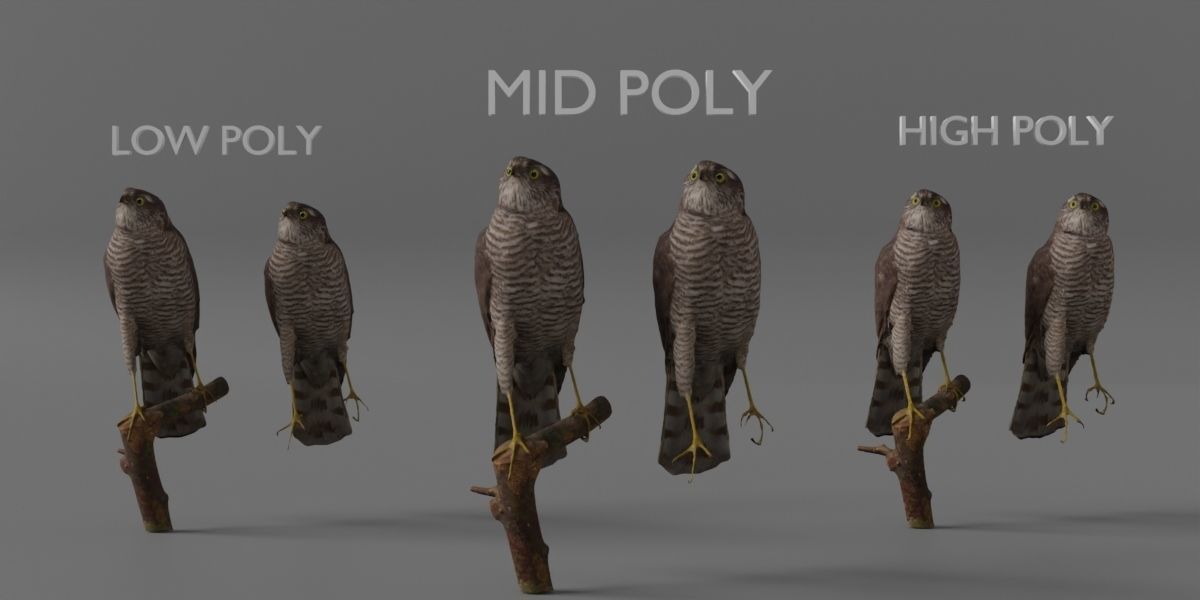 Photorealistic Female Sparrow Hawk Low-poly 3D model_1
