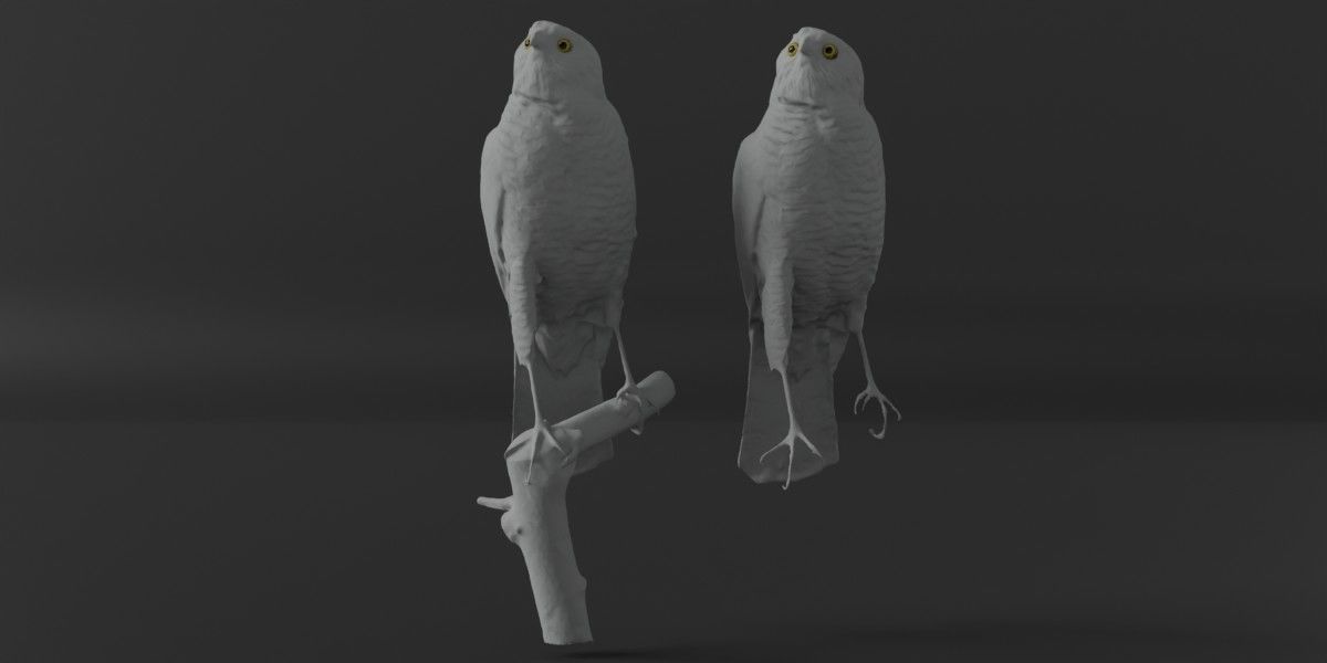 Photorealistic Female Sparrow Hawk Low-poly 3D model_6