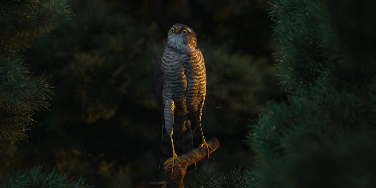 Photorealistic Female Sparrow Hawk Low-poly 3D model_8