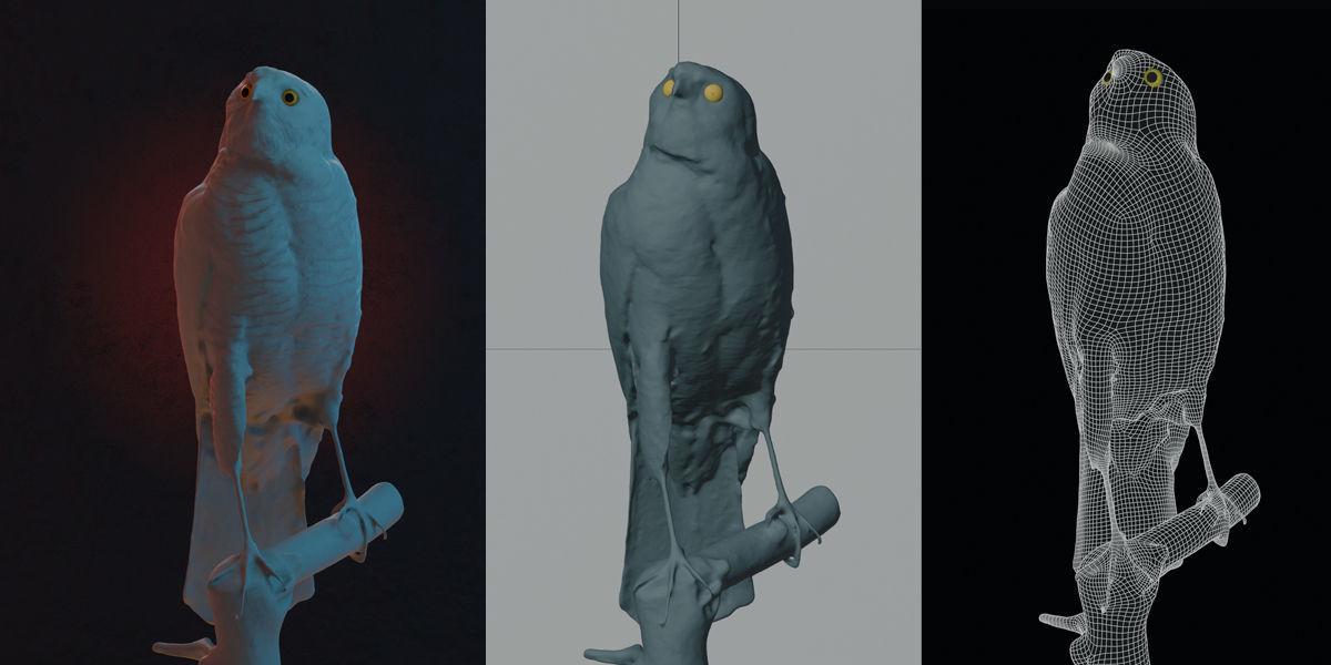 Photorealistic Female Sparrow Hawk Low-poly 3D model_3