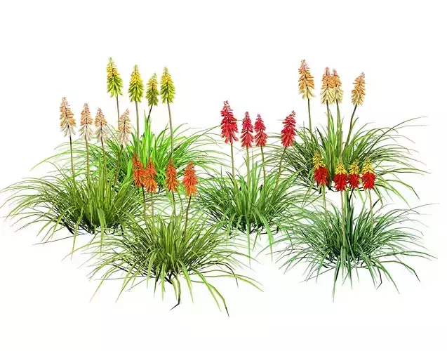Red Hot Poker Striking Flowers with Free Tutorial Low-poly 3D model