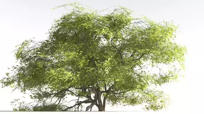 EVERYPlant Japanese Maple 1 --18 Models--