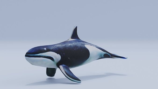 Orca Fish White Shark Low High Poly Low-poly 3D model