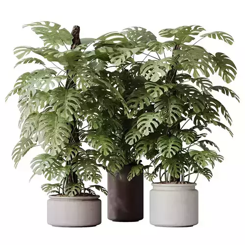 Elegant Monstera Deliciosa Large Leaf Form Swiss Cheese