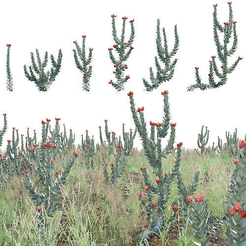 Syncarpha eximia - Strawberry Sewejaartjie 3D model