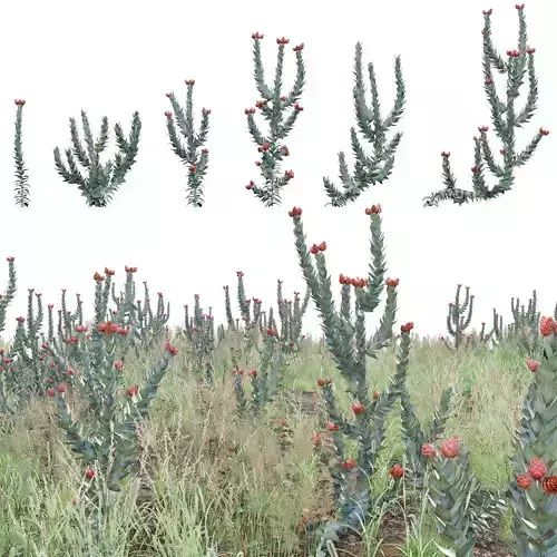 Syncarpha eximia - Strawberry Sewejaartjie