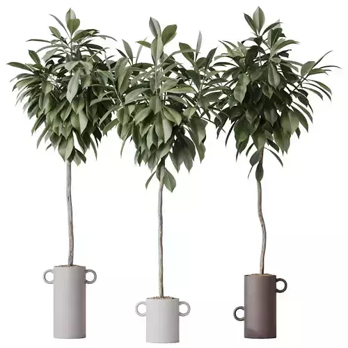 HousePlants Ficus Cyathistipula African Fig Set03