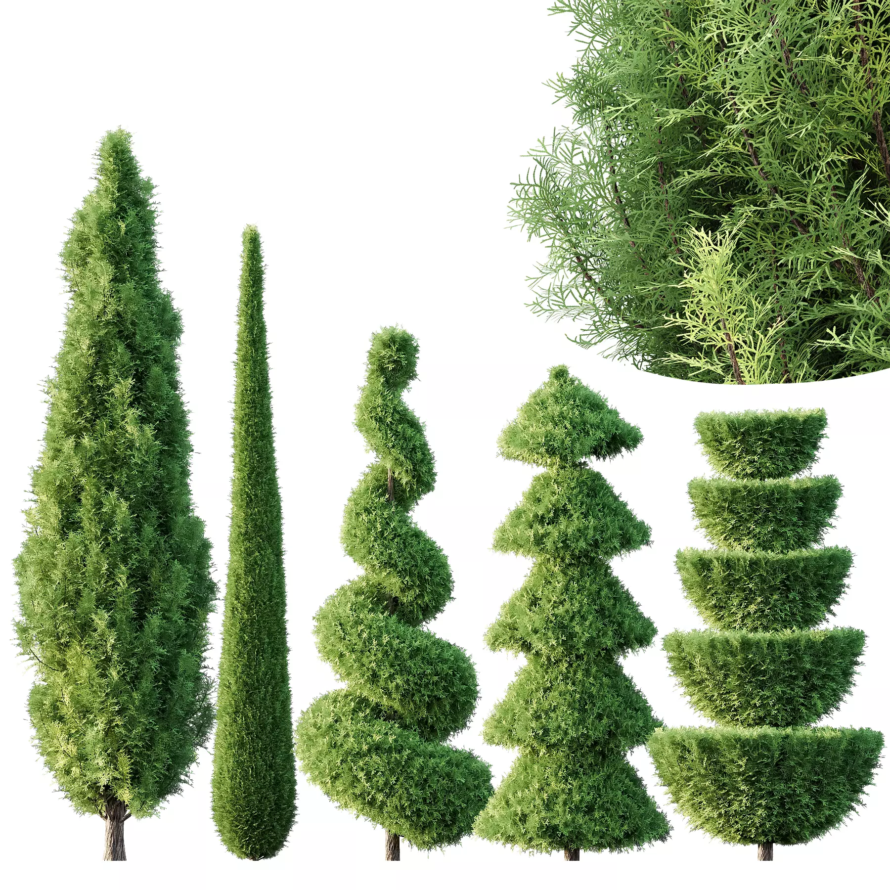 Pruned cedar trees 3D model_0