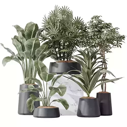 Indoor plant set 26