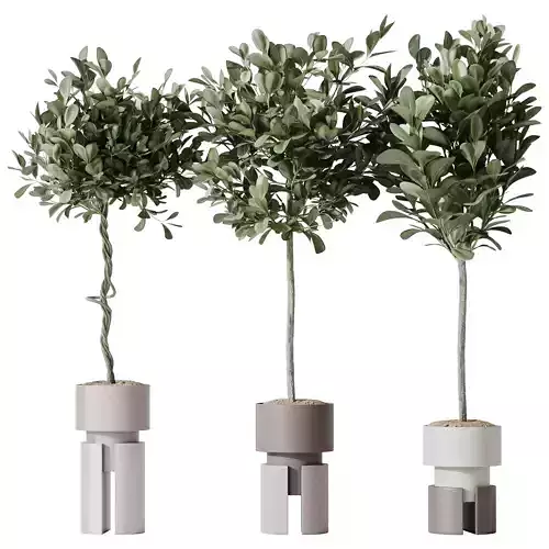 HousePlants Ficus Microcarpa Moclame Indian Laurel Set03