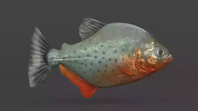 Piranha Fish 3D model