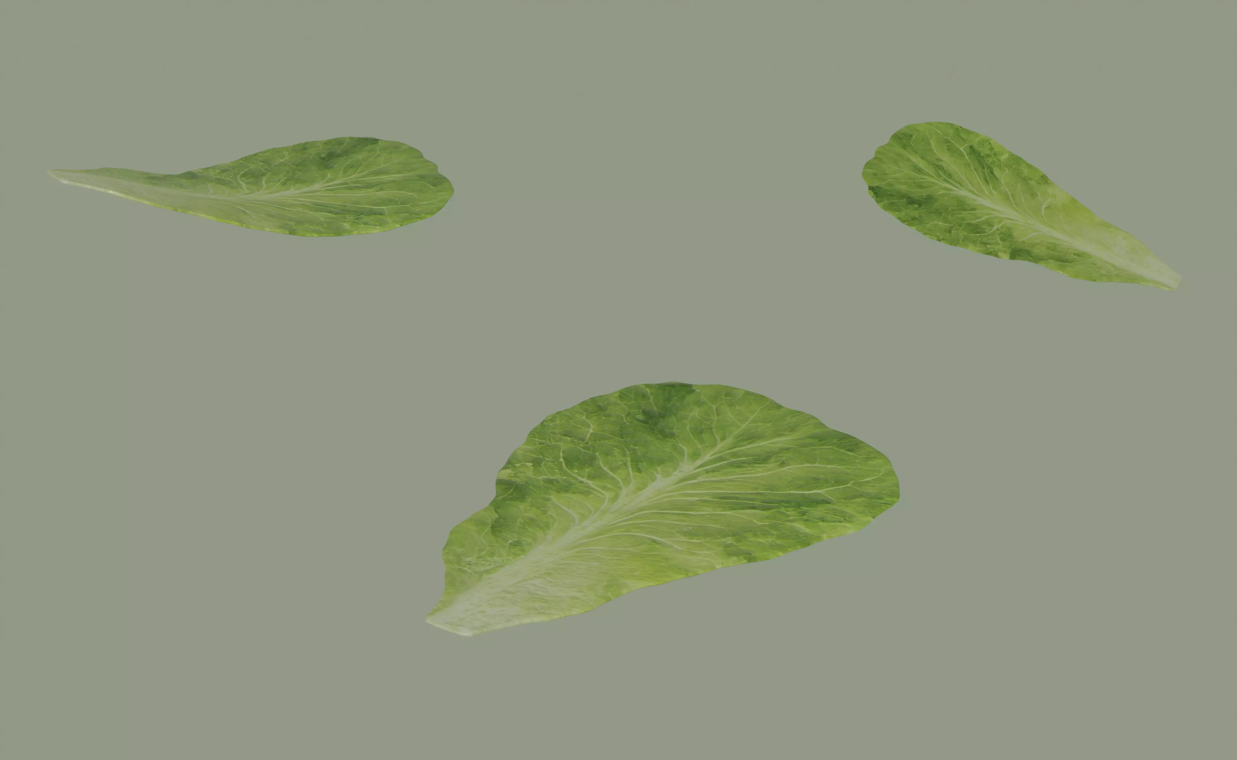 Lettuce Leaf 3D model
