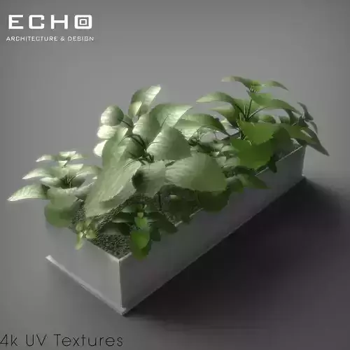 Kitchen Herbs Mint Plant